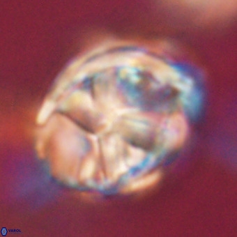 Chiphragmalithus calathus VR 29815