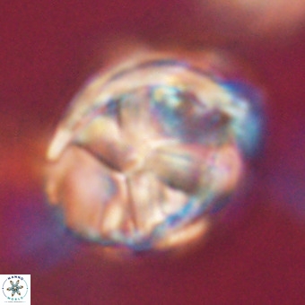 Chiphragmalithus calathus VR 29815