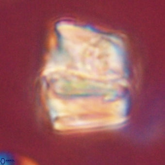 Chiphragmalithus calathus VR 29816