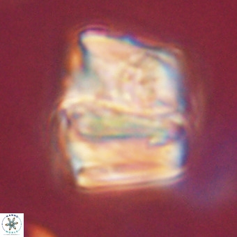 Chiphragmalithus calathus VR 29816
