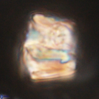 Chiphragmalithus calathus VR 29817