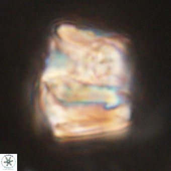 Chiphragmalithus calathus VR 29817