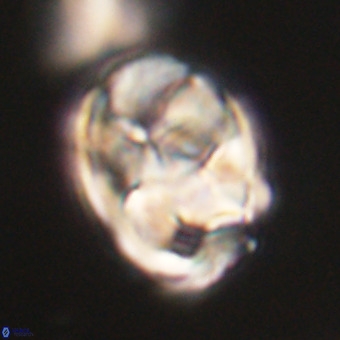 Chiphragmalithus calathus VR 29810
