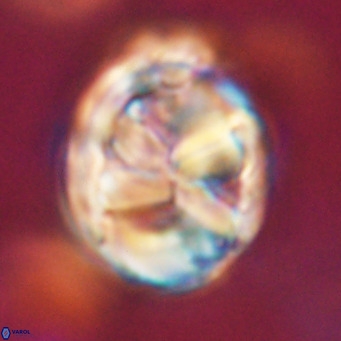 Chiphragmalithus calathus VR 29812