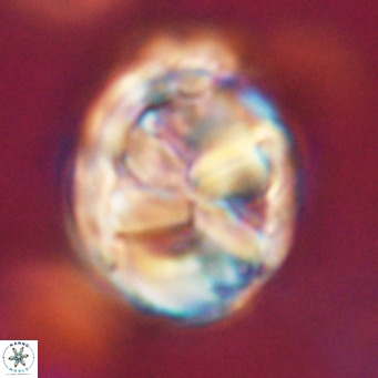 Chiphragmalithus calathus VR 29812