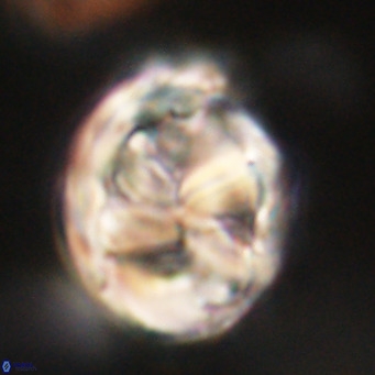 Chiphragmalithus calathus VR 29813