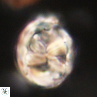 Chiphragmalithus calathus VR 29813