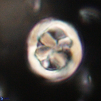 Chiphragmalithus calathus VR 30314