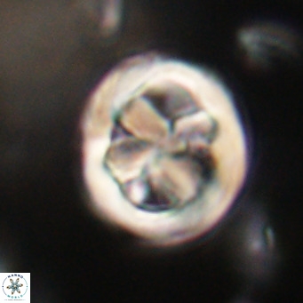 Chiphragmalithus calathus VR 30314