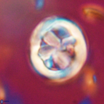 Chiphragmalithus calathus VR 30315