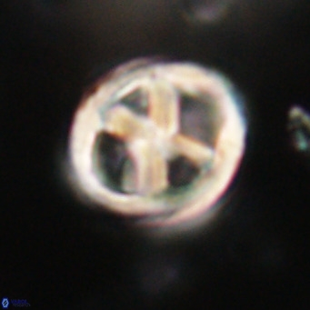 Chiphragmalithus calathus VR 30317