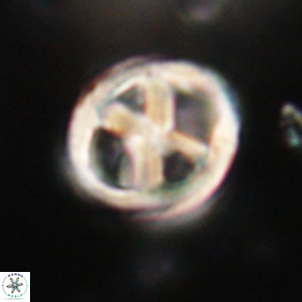 Chiphragmalithus calathus VR 30317