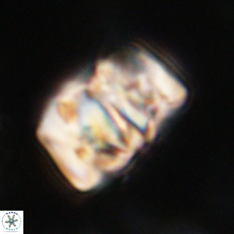 Chiphragmalithus calathus VR 30318