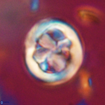 Chiphragmalithus calathus VR 30313