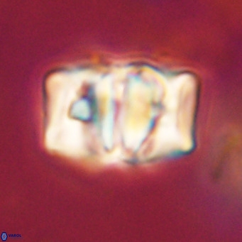 Chiphragmalithus calathus VR 30324