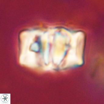 Chiphragmalithus calathus VR 30324