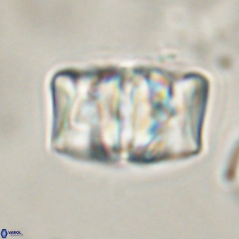 Chiphragmalithus calathus VR 30326
