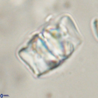 Chiphragmalithus calathus VR 30327