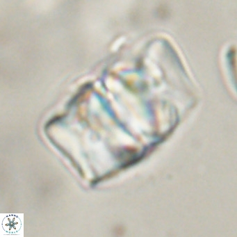 Chiphragmalithus calathus VR 30327