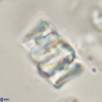 Chiphragmalithus calathus VR 30328