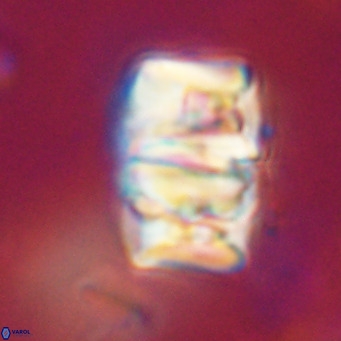 Chiphragmalithus calathus VR 30320