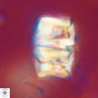 Chiphragmalithus calathus VR 30320