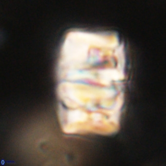 Chiphragmalithus calathus VR 30321