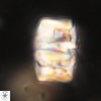 Chiphragmalithus calathus VR 30321