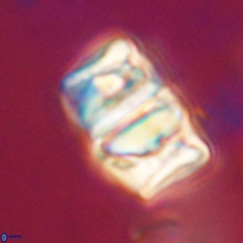 Chiphragmalithus calathus VR 30323