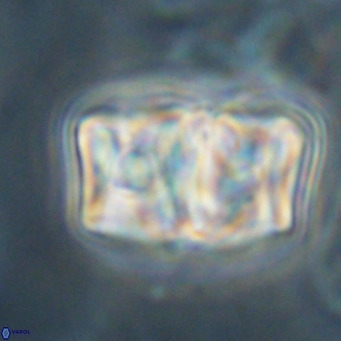 Chiphragmalithus calathus VR 30334