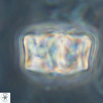 Chiphragmalithus calathus VR 30334
