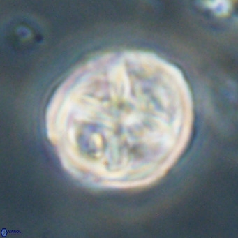 Chiphragmalithus calathus VR 30336