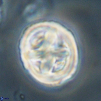 Chiphragmalithus calathus VR 30339