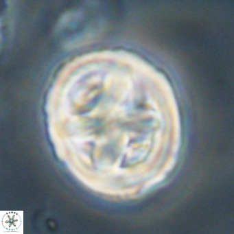 Chiphragmalithus calathus VR 30339