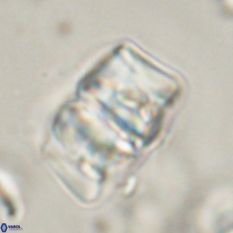 Chiphragmalithus calathus VR 30330
