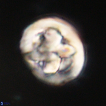 Chiphragmalithus calathus VR 30344