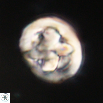 Chiphragmalithus calathus VR 30344