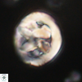Chiphragmalithus calathus VR 30347