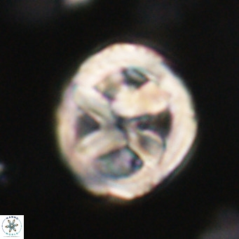 Chiphragmalithus calathus VR 30348