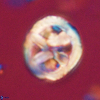 Chiphragmalithus calathus VR 30349
