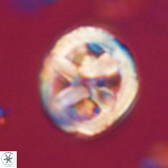 Chiphragmalithus calathus VR 30349