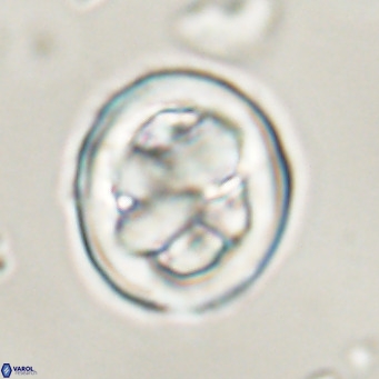 Chiphragmalithus calathus VR 30341