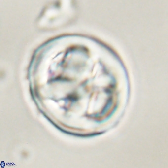 Chiphragmalithus calathus VR 30342