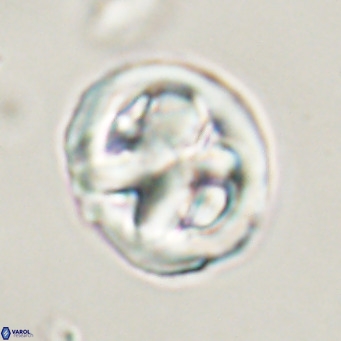 Chiphragmalithus calathus VR 30343