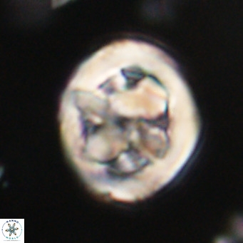 Chiphragmalithus calathus VR 30354