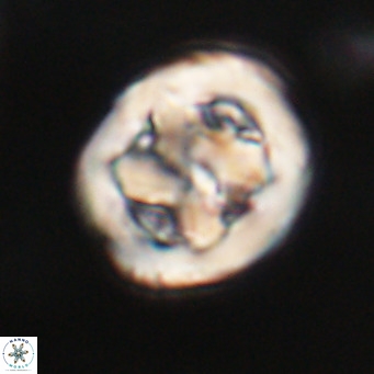 Chiphragmalithus calathus VR 30351