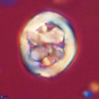 Chiphragmalithus calathus VR 30353