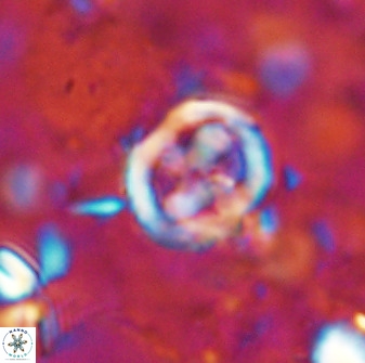 Chiphragmalithus calatus 49078