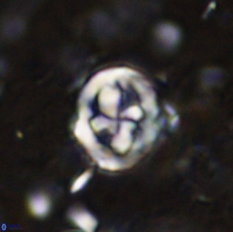 Chiphragmalithus calatus 49079