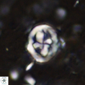 Chiphragmalithus calatus 49079